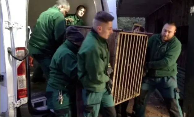 Медведь, которого спасли из-под обстрелов в Украине, нашел новый дом: история спасения косолапого (фото)